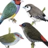 Greeting Cards|Australian Finches Greeting Card