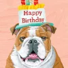 Greeting Cards|Bulldog Birthday Card