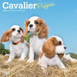 Calendars|Cavalier King Charles Spaniel Puppies 2026 Mini Wall Calendar