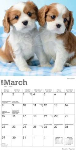 Calendars|Cavalier King Charles Spaniel Puppies 2026 Mini Wall Calendar