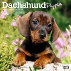 Calendars|Dachshund Puppies 2026 Mini Wall Calendar