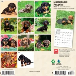 Calendars|Dachshund Puppies 2026 Mini Wall Calendar
