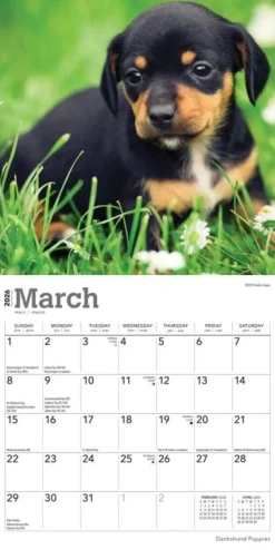 Calendars|Dachshund Puppies 2026 Mini Wall Calendar