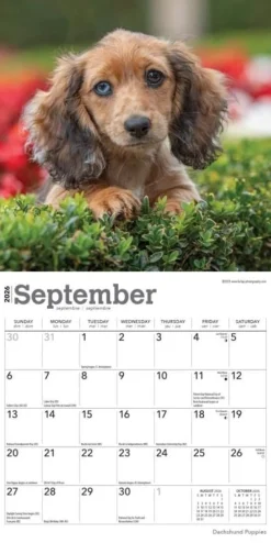Calendars|Dachshund Puppies 2026 Mini Wall Calendar