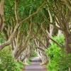 Greeting Cards|Dark Hedges Greeting Card