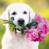 Greeting Cards|Dog with Flower Bouquet Birthday Card