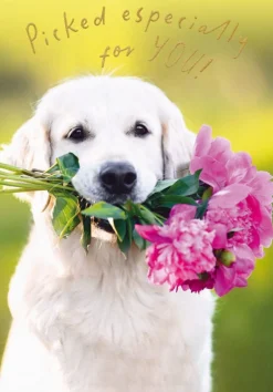Greeting Cards|Dog with Flower Bouquet Birthday Card