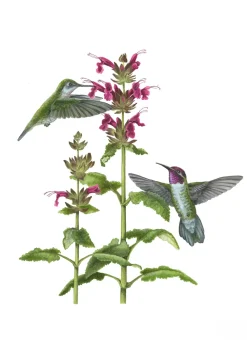 Boxed Cards|Erin E. Hunter: Pollinators Boxed Notecards