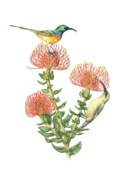 Boxed Cards|Erin E. Hunter: Pollinators Boxed Notecards
