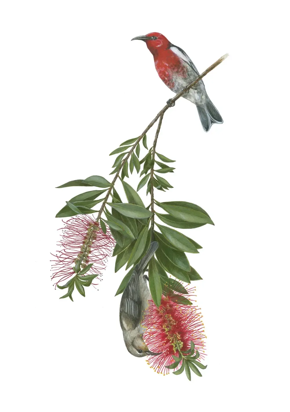 Boxed Cards|Erin E. Hunter: Pollinators Boxed Notecards