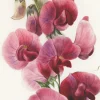 Greeting Cards|Everlasting Pea Greeting Card