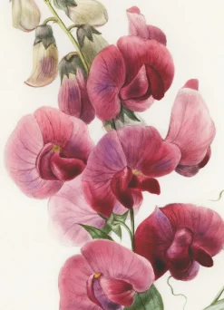Greeting Cards|Everlasting Pea Greeting Card