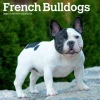 Calendars|French Bulldogs 2026 Mini Wall Calendar