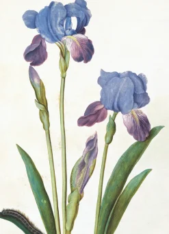 Greeting Cards|Garden Iris Greeting Card