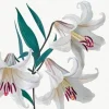 Greeting Cards|Lilies Sympathy Card