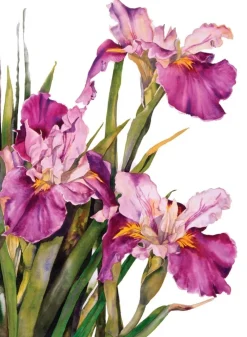 Greeting Cards|Louisiana Iris Sympathy Card