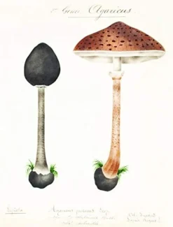 Books|Mushroom Postcards