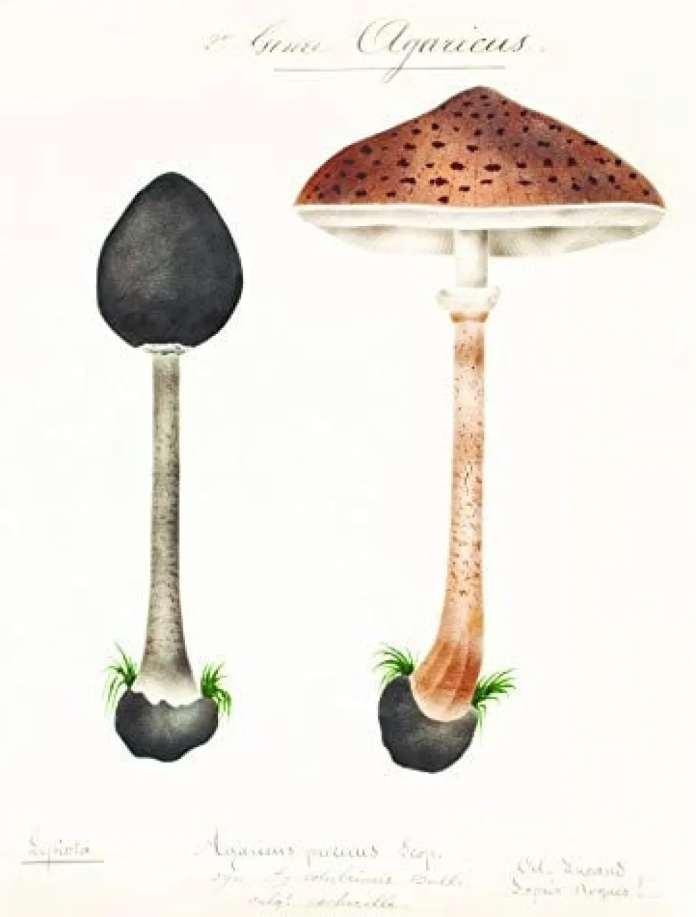 Books|Mushroom Postcards