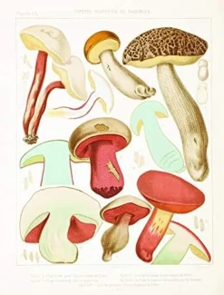 Books|Mushroom Postcards