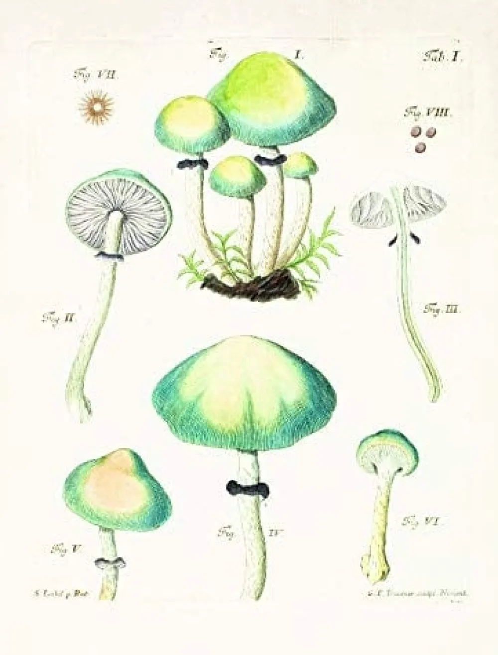 Books|Mushroom Postcards