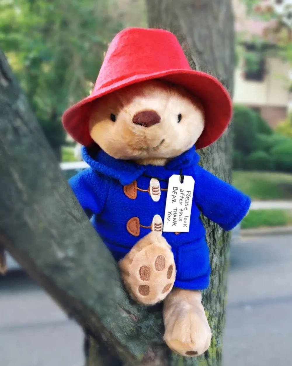 Paddington Bear|Peter Rabbit|Paddington Bear 8.5" Seated