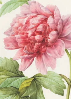 Greeting Cards|Pink Peony Greeting Card