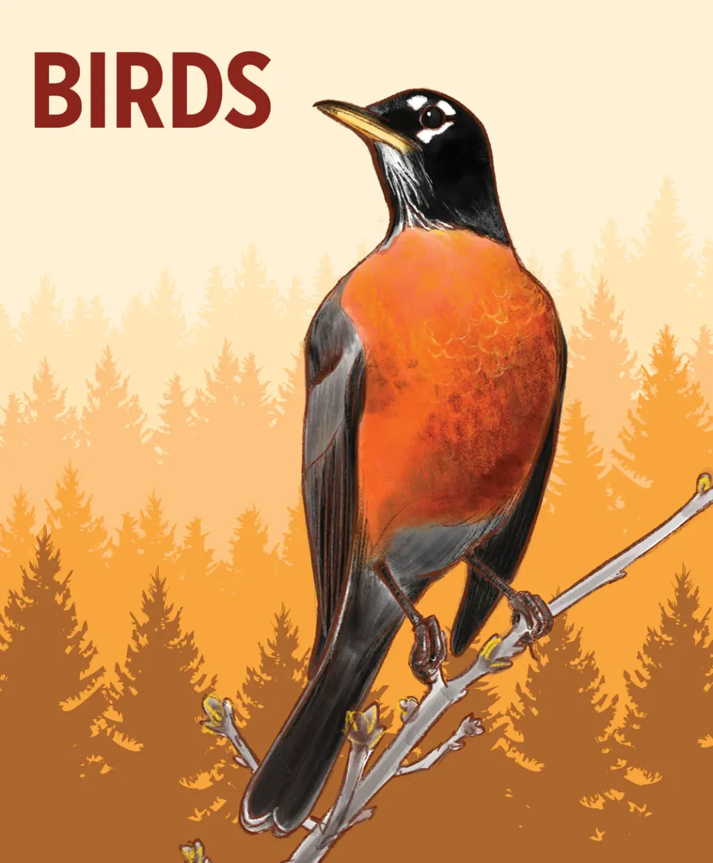 Pomegranate Games & Puzzles|Birds Knowledge Cards