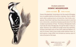 Pomegranate Games & Puzzles|Birds Knowledge Cards