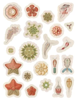 Pomegranate Coloring Books & Crafts|Activity Books|Ernest Haeckel: Art Forms in Nature Sticker Book