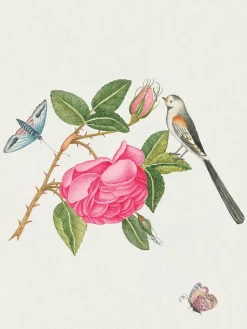 Pomegranate Boxed Cards|Flowers, Birds, & Butterflies Celebrations Boxed Notecards