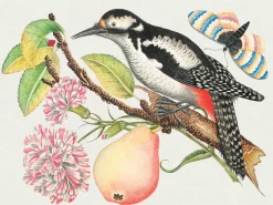 Pomegranate Boxed Cards|Flowers, Birds, & Butterflies Celebrations Boxed Notecards