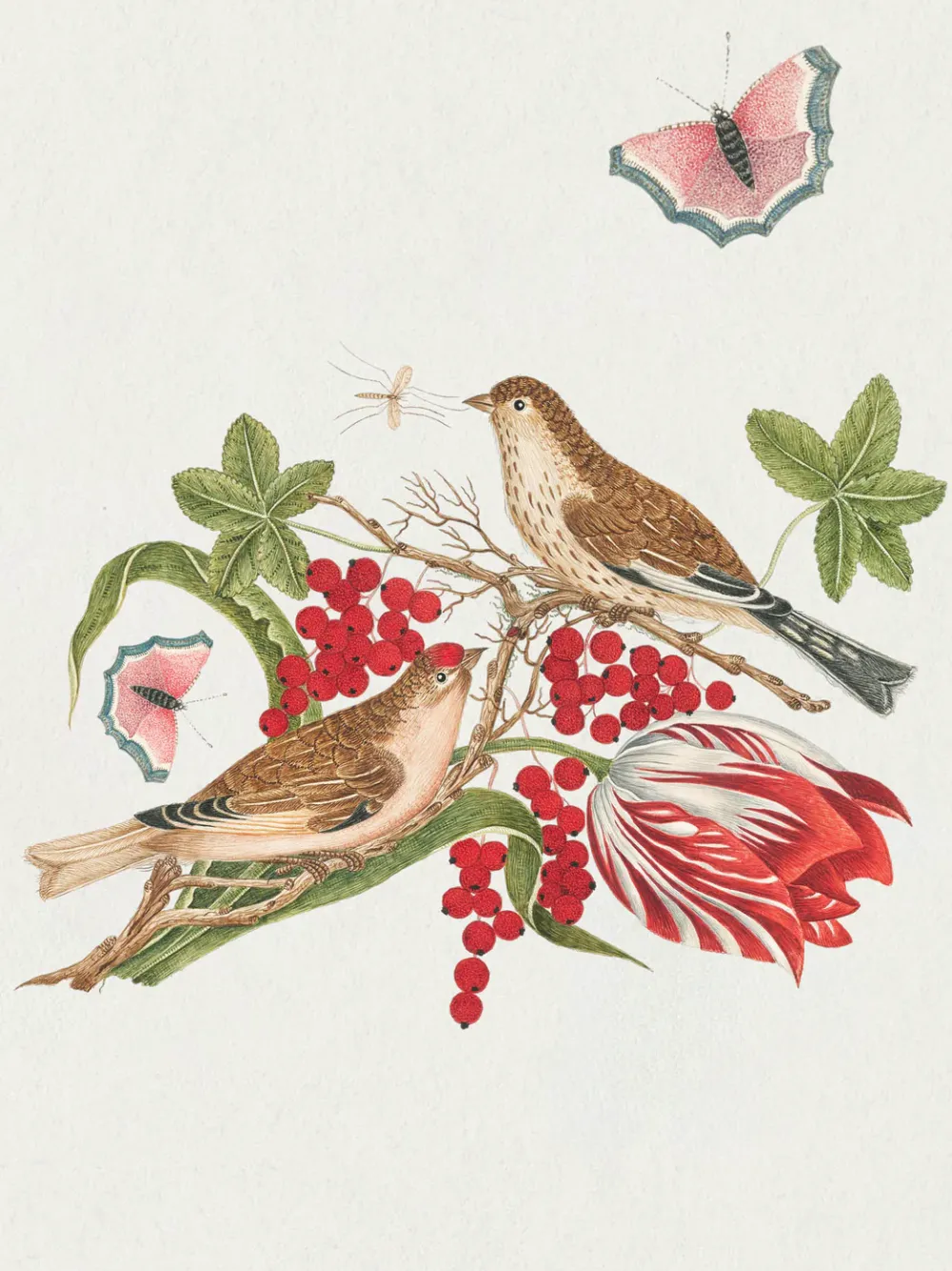Pomegranate Boxed Cards|Flowers, Birds, & Butterflies Celebrations Boxed Notecards