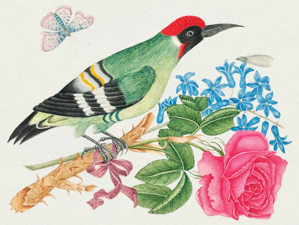Pomegranate Boxed Cards|Flowers, Birds, & Butterflies Celebrations Boxed Notecards