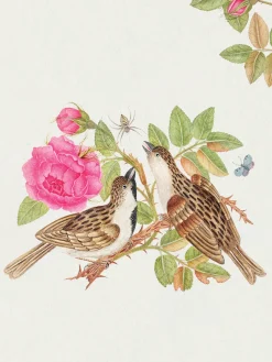 Pomegranate Boxed Cards|Flowers, Birds, & Butterflies Celebrations Boxed Notecards