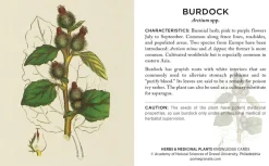 Pomegranate Games & Puzzles|Herbs & Medicinal Plants Knowledge Cards