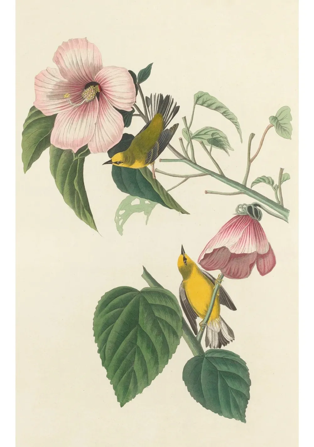 Pomegranate Boxed Cards|John James Audubon: Songbirds Boxed Notecard Assortment