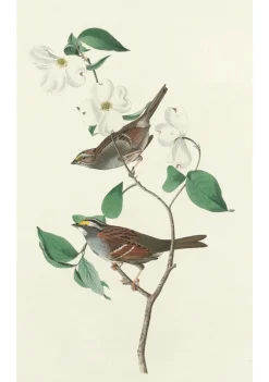 Pomegranate Boxed Cards|John James Audubon: Songbirds Boxed Notecard Assortment
