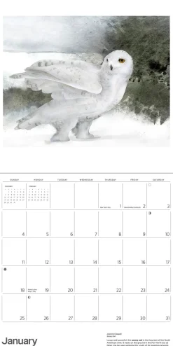 Pomegranate Calendars|Owls: Jeannine Chappell 2026 Wall Calendar