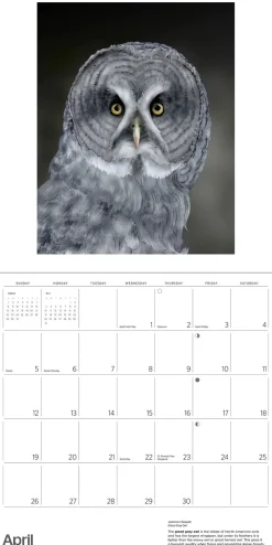 Pomegranate Calendars|Owls: Jeannine Chappell 2026 Wall Calendar