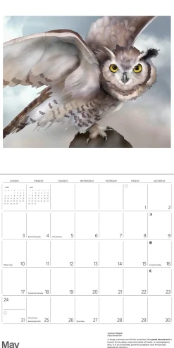Pomegranate Calendars|Owls: Jeannine Chappell 2026 Wall Calendar