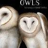 Pomegranate Books|Owls: The Paintings of Jeannine Chappell