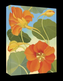 Pomegranate Boxed Cards|Siri Schillios Nasturtium Boxed Thank You Notes