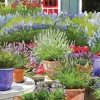 Greeting Cards|Pots of Lavender Birthday Card