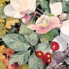 Greeting Cards|Red English Daisy Sympathy Card