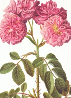 Greeting Cards|Rosa Damascena Greeting Card