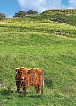 Greeting Cards|Scottish Cow Greeting Card