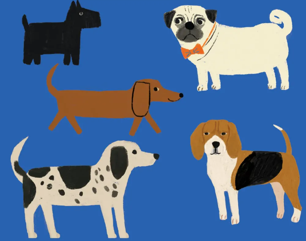 Boxed Cards|Shaggy Dogs Boxed Notecards