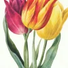 Greeting Cards|Three Lily Tulips Greeting Card