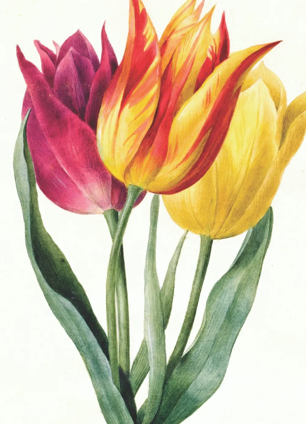 Greeting Cards|Three Lily Tulips Greeting Card