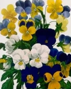 Greeting Cards|Viola Pansy Tri-Color Greeting Card